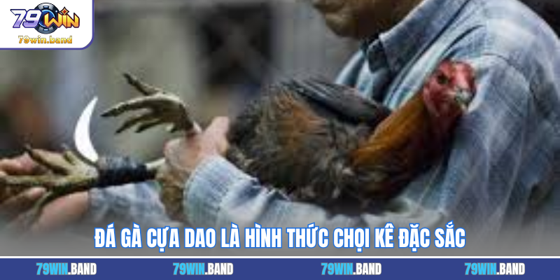 Đá gà cựa dao là hình thức chọi kê đặc sắc