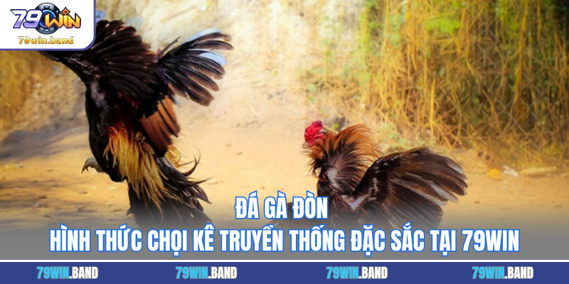 Đá Gà Đòn - Hình Thức Chọi Kê Truyền Thống Đặc Sắc Tại 79WIN