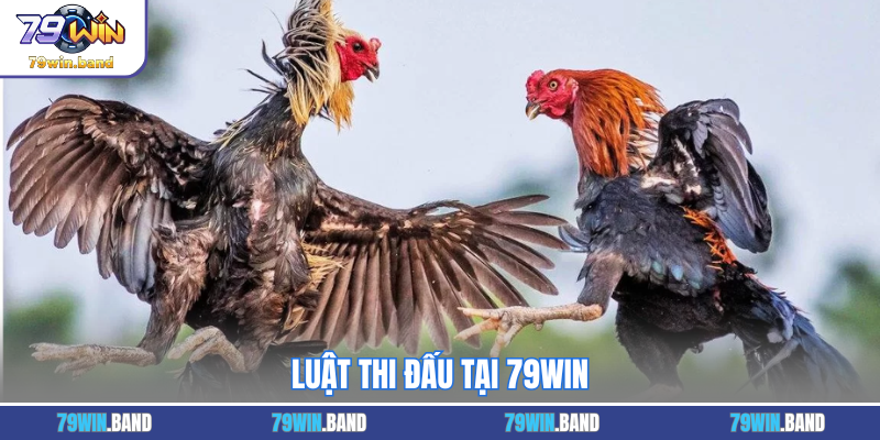 Luật thi đấu tại 79WIN